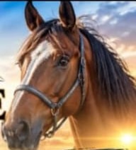 A brown horse in a halter at sunrise